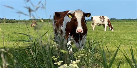 Speerpunten Boerenbedrijven Belang Van Nederland Gelderland