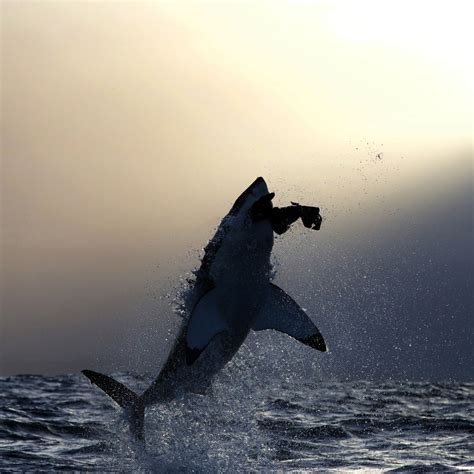 Great White Shark Breaching Hd