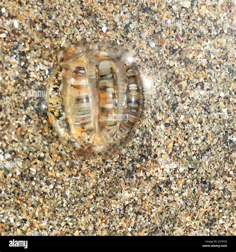 A View Of A Sea Gooseberry From On Top Transparent And Ribbed They Are