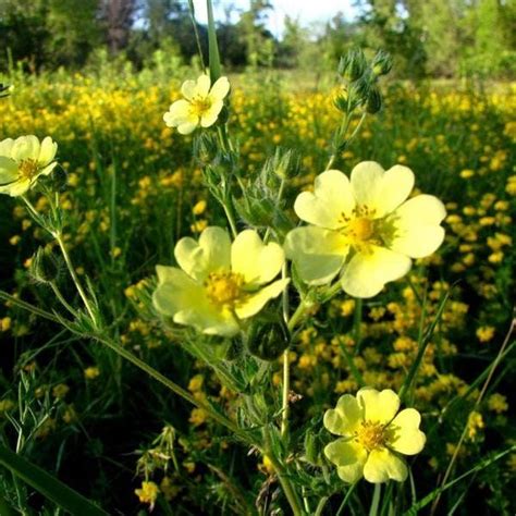 Cinquefoil Seeds potentilla Recta Packet of 100 Seeds Palm Beach Seed Company - Etsy | Seed ...