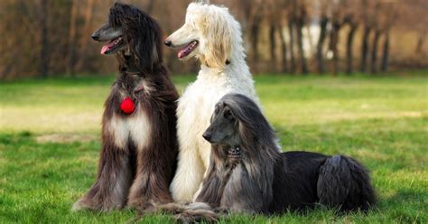 Unlocking The Science Behind The Of Dog Breeding | Petmeetly