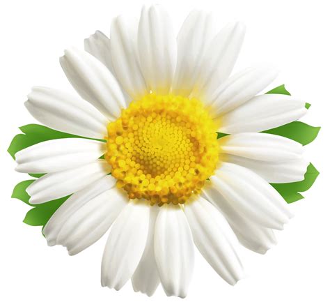 Flowerspng Daisypngclipart