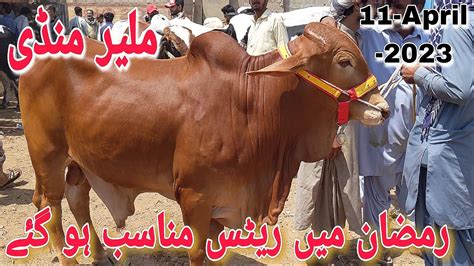 Malir Mandi Karachi Cattle Rates Update In Ramzan April Cow