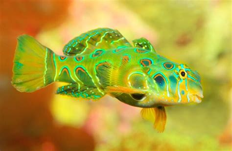 Mandarinfish Fish Breed Information and Pictures - PetGuide | PetGuide