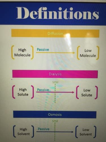 Diffusion Osmosis And The Cell Membrane Flashcards Quizlet