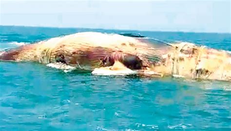 Whale Carcass Washes Ashore On Cox’s Bazar Beach The Business Post