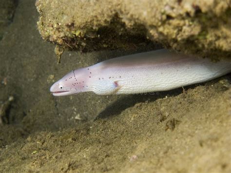 42,302 Eel Photos - Free & Royalty-Free Stock Photos from Dreamstime