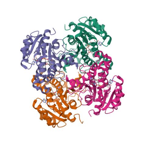 RCSB PDB 8OTN Structure Of InhA From Mycobacterium Tuberculosis In