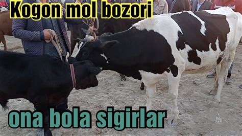 BUXORO Kogon Mol Bozori Ona Bola Sigirlar Narxlari 19 09 2021 YouTube