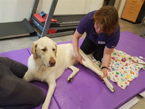 Fce Dog Rehabilitation At Home Dogstarpatients