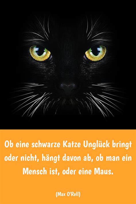 Sch Ne Lustige Katzenspr Che Zitate Und Weisheiten