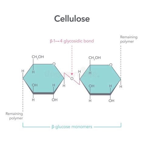 Cellulose Structure Stock Illustrations – 321 Cellulose Structure Stock ...