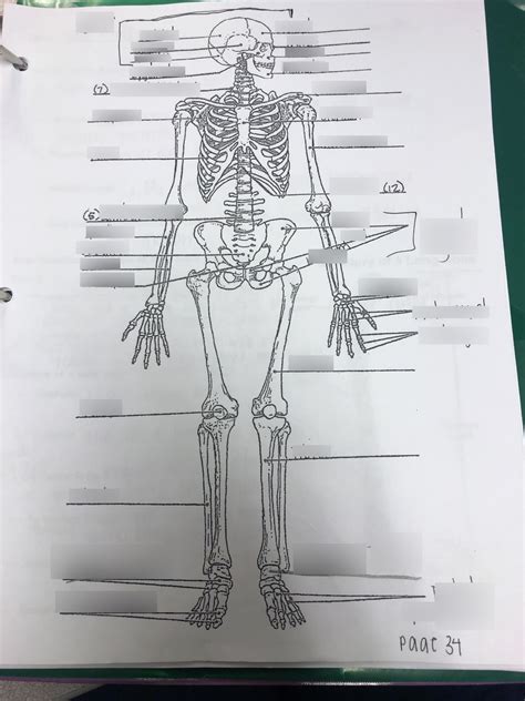 Unit 6 Sgn The Skeletal System Diagram Quizlet