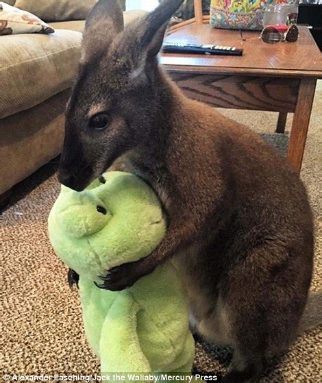 Jack The Wallaby Becomes An Instagram Sensation With 20000 Followers