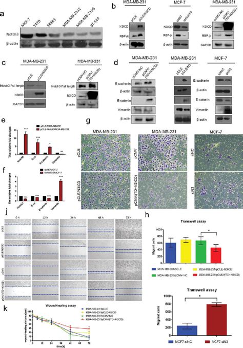 Notch3 Overexpression Inhibits Emt By The Classical Notch Signaling Download Scientific Diagram