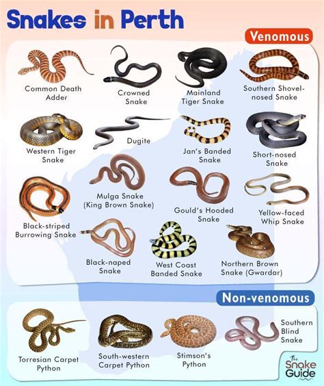 List Of Common Venomous And Non Venomous Snakes In Perth With Pictures