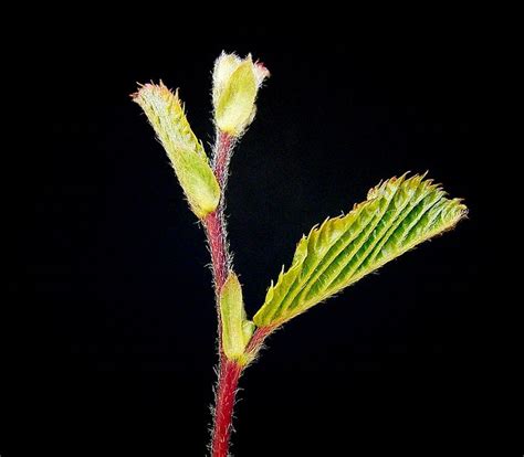 Carpinus Betulus Ies ﻿﻿carpinus Betulus Wikimedia Commons Garden