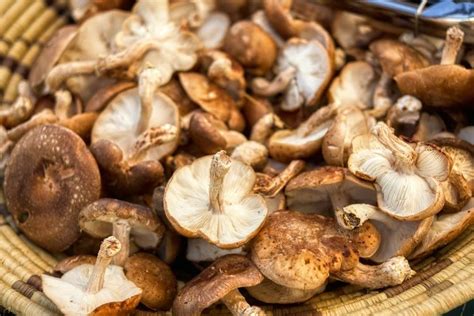 4 Manfaat Jamur Shiitake Untuk Kesehatan Baik Untuk Jantung