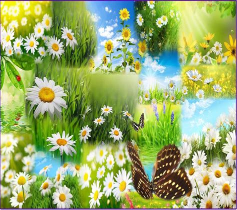 Daisy Field Wallpapers - 4k, HD Daisy Field Backgrounds on WallpaperBat