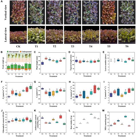 Frontiers Biochar Immobilized Plant Growth Promoting Rhizobacteria