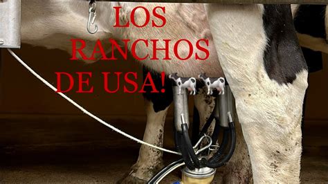 Así Se Ganan Los Verdes En Los Ranchos De Usa💸💵💸🐄🐄🐄 Youtube