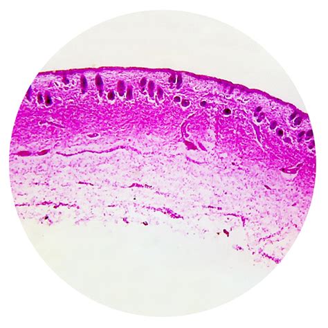 Prepared Slides, Human Skin Sec, Each - American Scientific