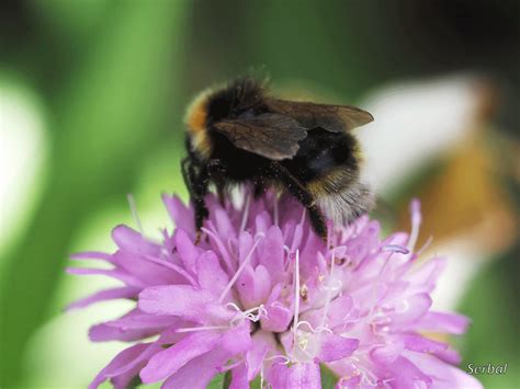 Bombus Bohemicus Abejorro Cuco Gitano Naturaleza Para Todos