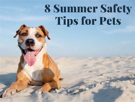 8 Summer Safety Tips For Pets Village Veterinary Practice