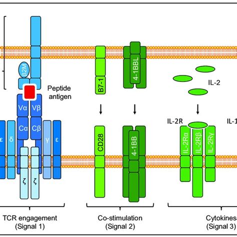 TCR PMHC Complex And Signals Leading To Full T Cell Activation