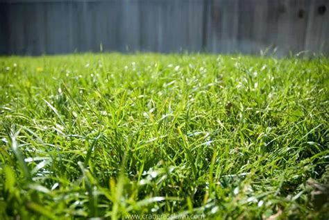 How To Get Bermuda Grass To Spread Fast Crabgrasslawn