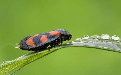 Homoptera - Entomologists' glossary - Amateur Entomologists' Society (AES)