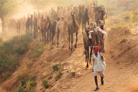 Rajasthan Foire De Pushkar Pushkar Inde Namaskar India Tour