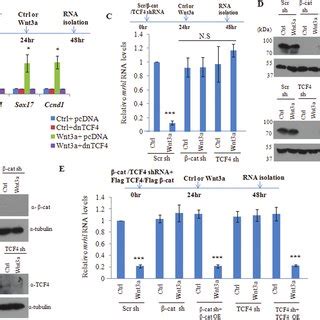 Down Regulation Of Mrhl RNA Coincides With Nuclear Localization Of