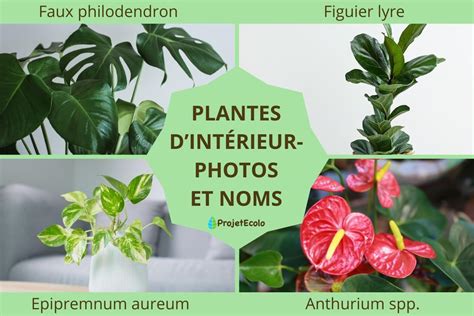 Plantes D Int Rieur Photos Et Noms Les Plantes Dint Rieur De A Z