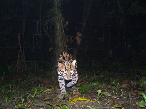 Rainforest ASMR A Window Into Wild Rainforests Panthera