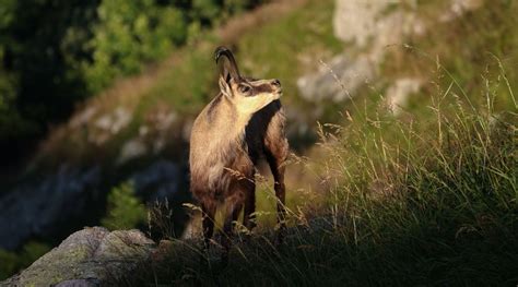 Wildlife and animal observation in the Dolomites