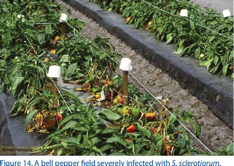 Figure From Integrated Management Of White Mold On Vegetables In