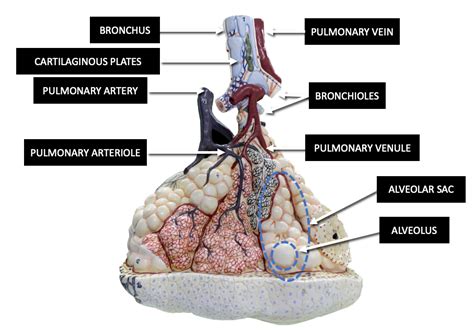 Pulmonary Lobule Model