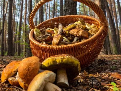 Orange Edible Mushrooms: Identification Guide - The Garden Style