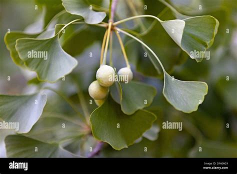 El Ginkgo Biloba Nmente Conocido Como Ginkgo O Gingko Tambi N