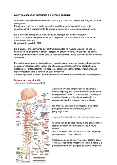 Solution Sistema Nervoso Aut Nomo E Medulas Adrenais Fisiologia