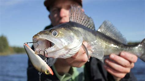 Sandacz skuteczne przynęty na sandacza Corona Fishing