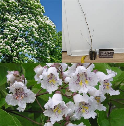 12 18 Tall Northern Catalpa Tree Live Plant Quart Pot Catalpa Speciosa