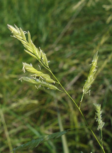 Leersia oryzoides (rice cut grass): Go Botany