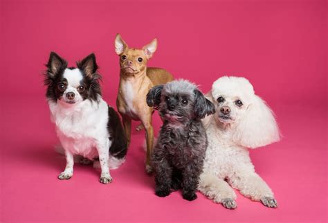5 Most Adorable Dog Breeds to Have - Golden Animals - Feed Your Dog the ...