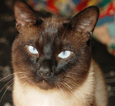 Why Are Siamese Cats Cross-Eyed? | ThatCatBlog