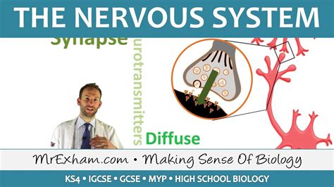 The Nervous System Gcse Biology 9 1 Youtube