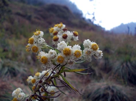 5 Gunung Dengan Ladang Edelweiss Di Indonesia