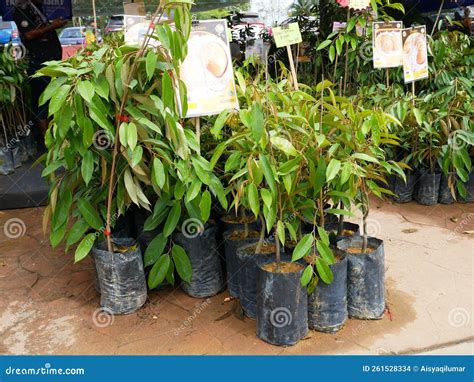 Durian Tree Seedlings On Display For Sale Editorial Stock Image