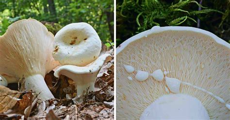 Peppery Milkcap Identification Foraging And Preparation Guide